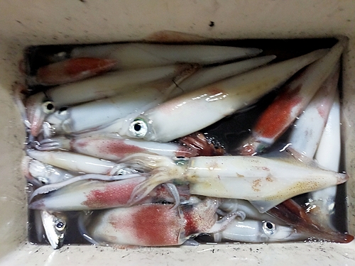 ケンサキイカの釣果