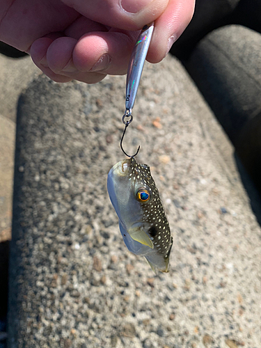 フグの釣果