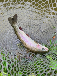 ニジマスの釣果