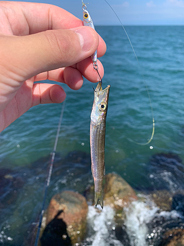 カマスの釣果