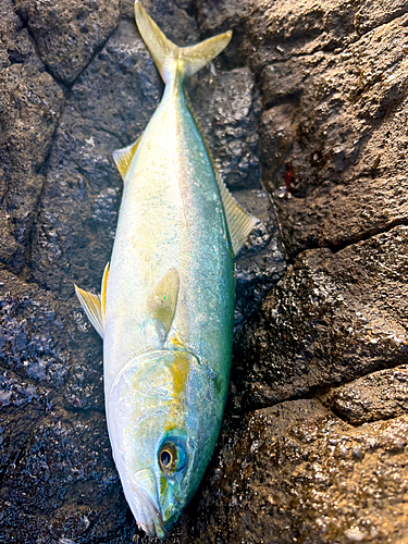 ハマチの釣果