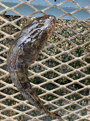 マゴチの釣果