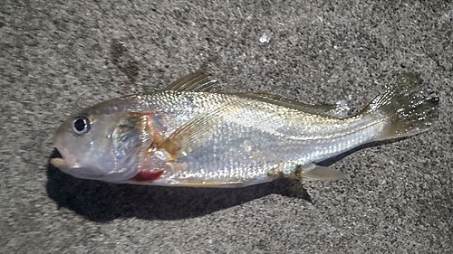 イシモチの釣果