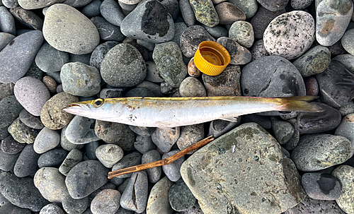 カマスの釣果