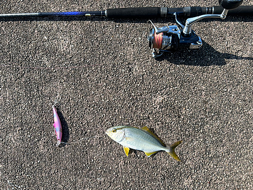 シオの釣果