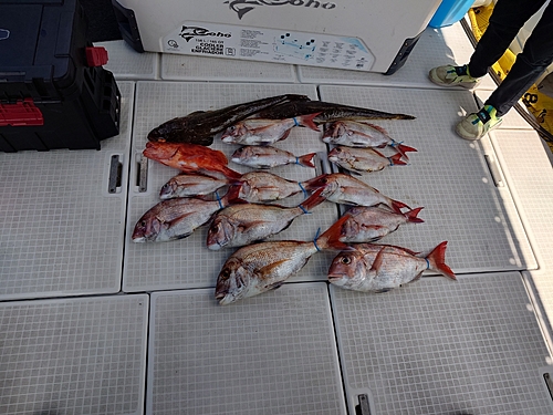 マダイの釣果