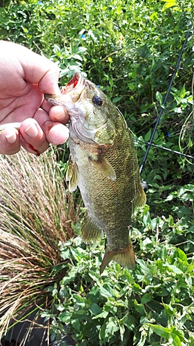 スモールマウスバスの釣果