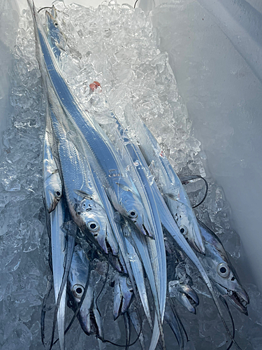 タチウオの釣果