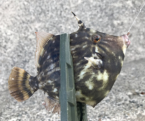 カワハギの釣果