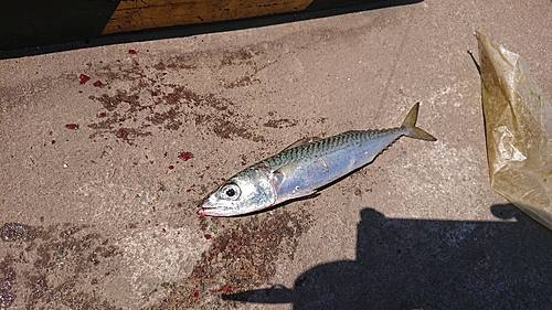 サバの釣果