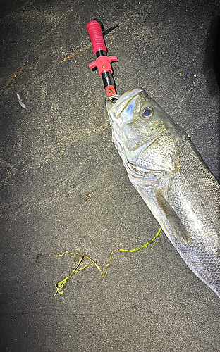 スズキの釣果