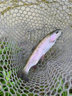 ニジマスの釣果