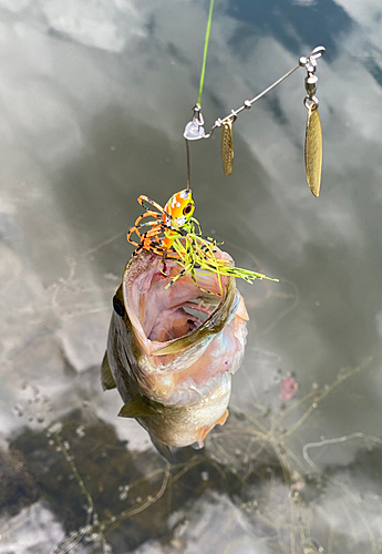 ブラックバスの釣果