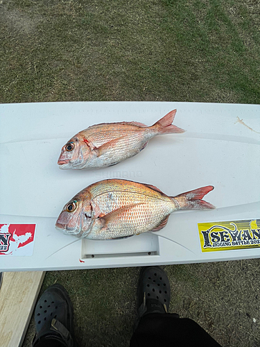 タチウオの釣果