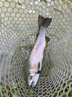 ニジマスの釣果