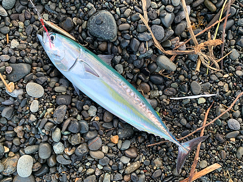 マルソウダの釣果