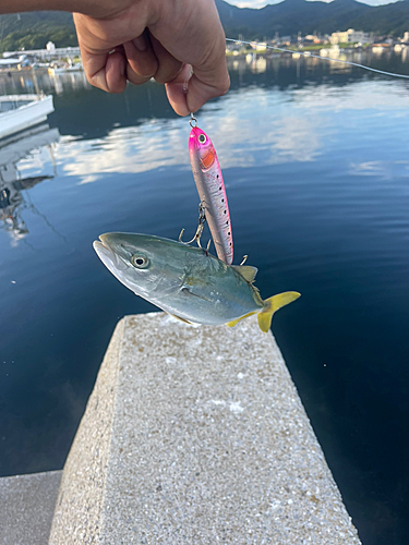 モジャコの釣果