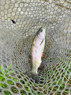 ニジマスの釣果