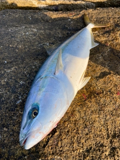 イナダの釣果