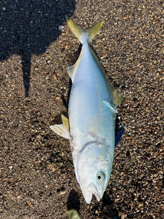 ワカシの釣果