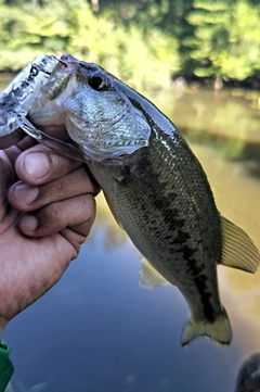 ラージマウスバスの釣果