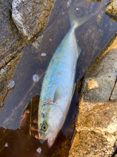 ワカシの釣果