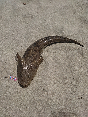 マゴチの釣果