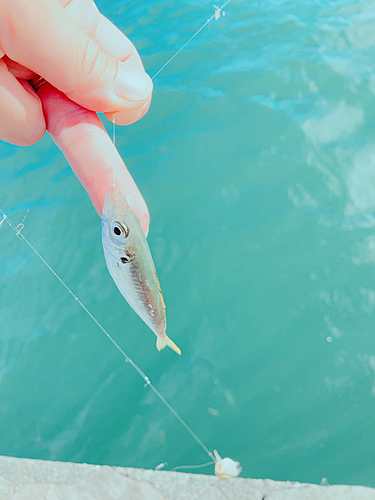 イサキの釣果