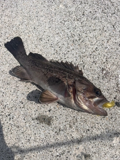 クロソイの釣果