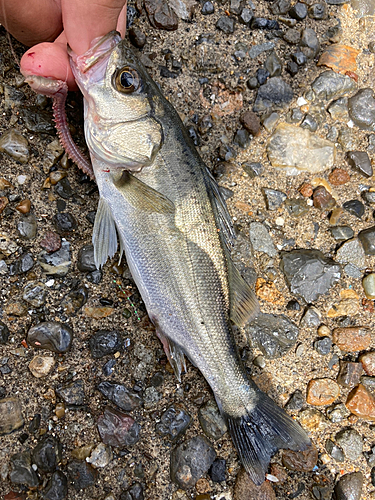 セイゴ（マルスズキ）の釣果