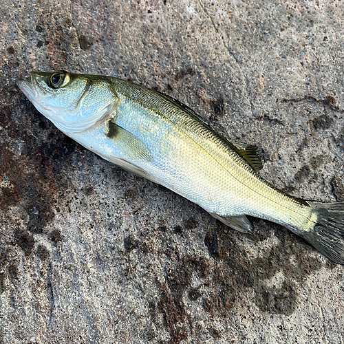 セイゴ（マルスズキ）の釣果