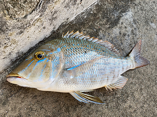 タマンの釣果