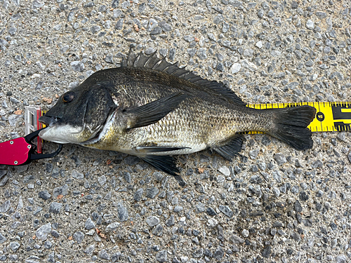 チヌの釣果