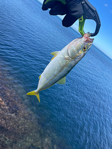 ツバスの釣果