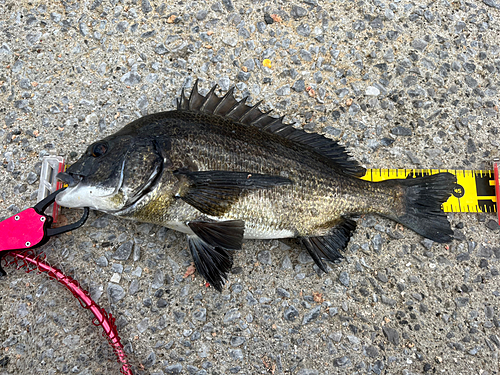 チヌの釣果