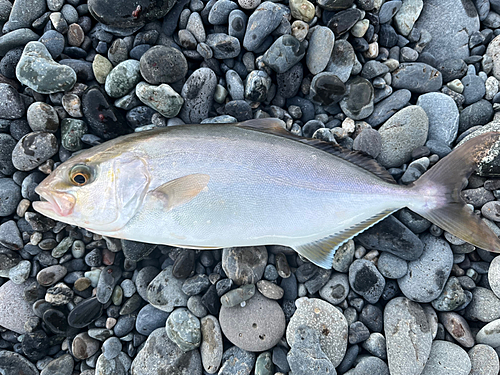 ショゴの釣果