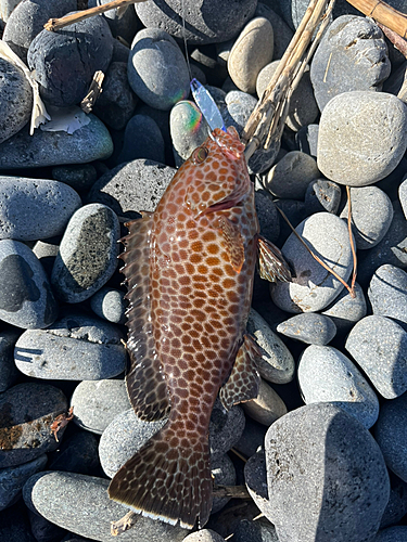 オオモンハタの釣果