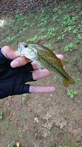 ラージマウスバスの釣果