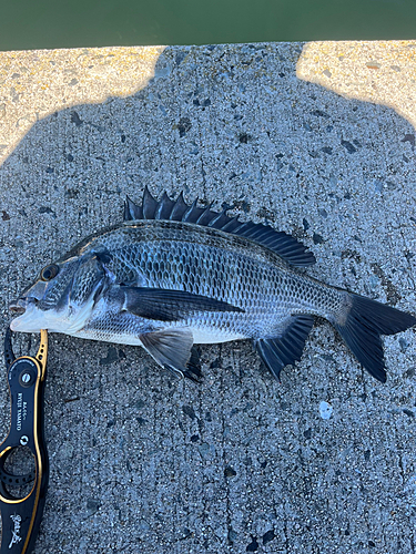 クロダイの釣果