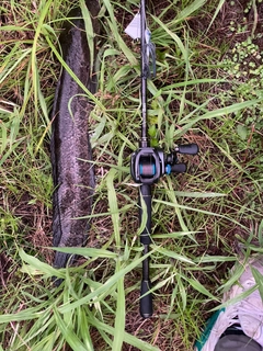 ライギョの釣果