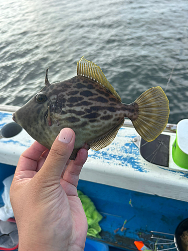 カワハギの釣果