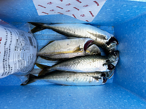 ネリゴの釣果