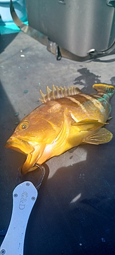 アオハタの釣果