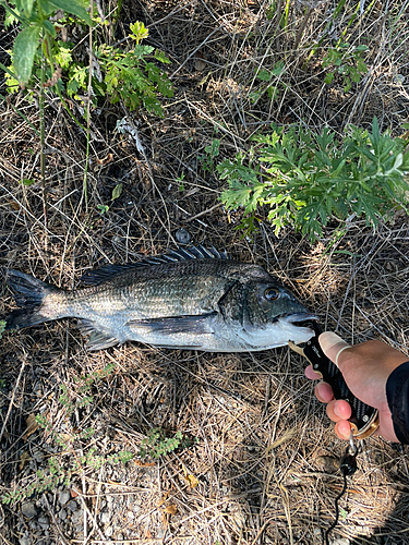 チヌの釣果