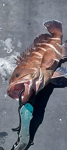 マハタの釣果