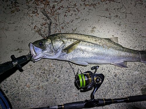 シーバスの釣果