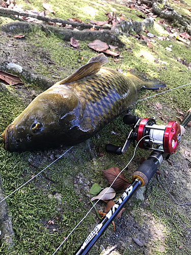 コイの釣果