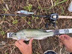 ラージマウスバスの釣果