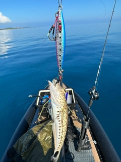 オグロトラギスの釣果