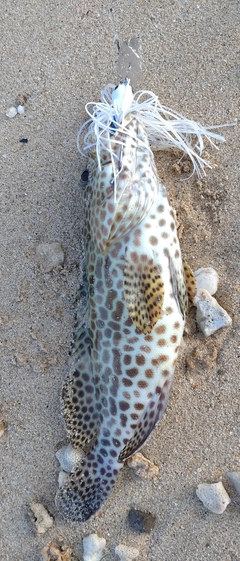 カンモンハタの釣果